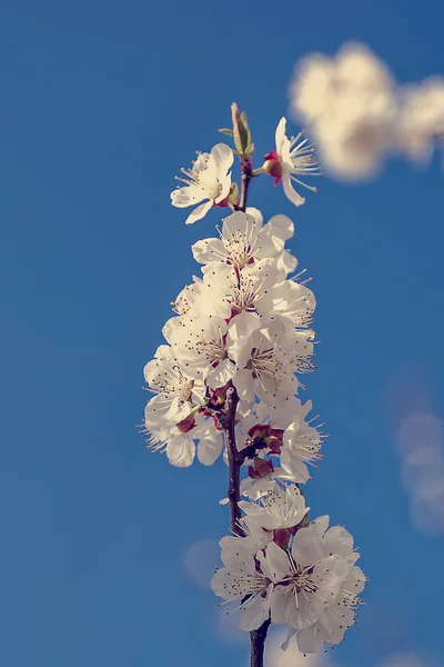 Blommande gren av körsbär blommar. — Stockfoto