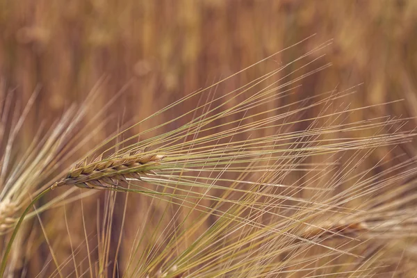 Колосья пшеницы в поле — стоковое фото