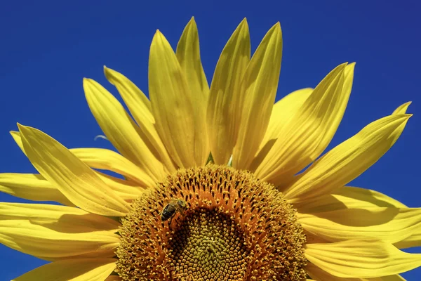 Zonnebloem tegen een blauwe lucht — Stockfoto