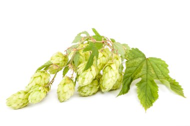 Beyaz arka plan üzerinde izole hop