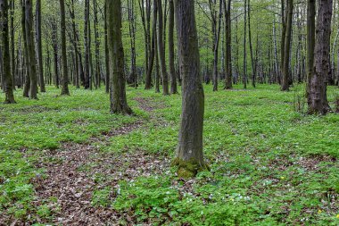 Güneşli bir günde yeşil orman