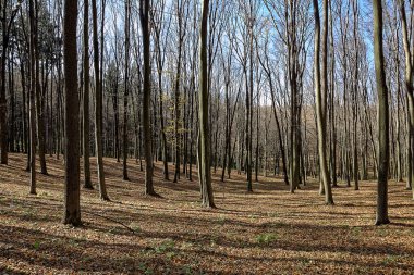 Sonbahar ormandaki çıplak ağaçlar