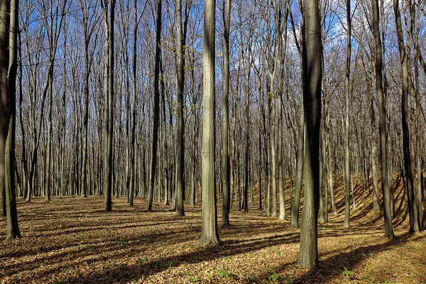 Árboles desnudos en el bosque de otoño . —  Fotos de Stock