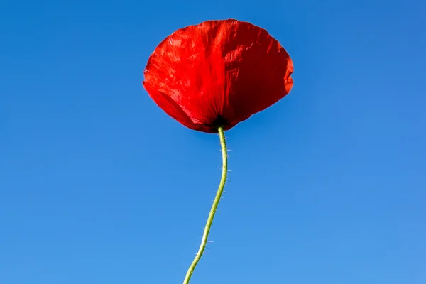 Flor de papoula vermelha em um contexto de céu azul — Fotografia de Stock