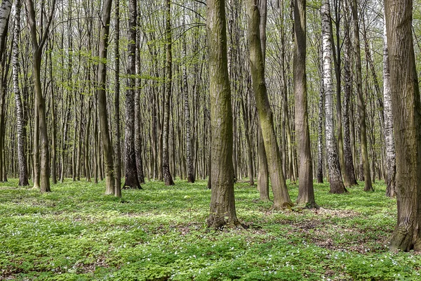 Grön skog på en solig dag — Stockfoto
