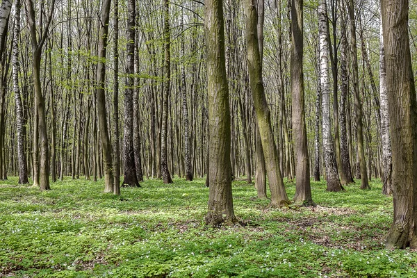 Groen bos op een zonnige dag — Stockfoto