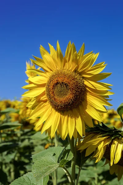 Bloem van zonnebloem tegen een blauwe hemel — Stockfoto