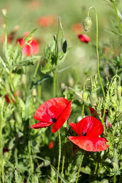 Fleurs coquelicots rouges dans un champ vert — Photo