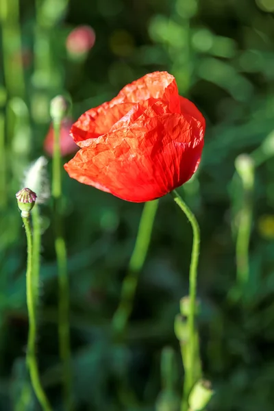 Fleurs coquelicots rouges dans un champ vert — Photo