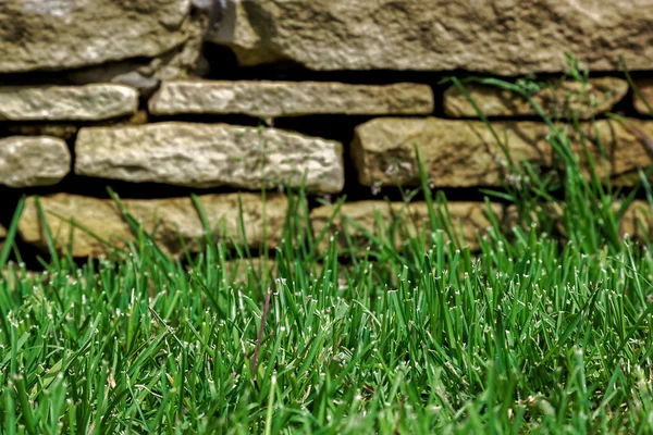 Groen gras op een achtergrond van een stenen muur — Stockfoto