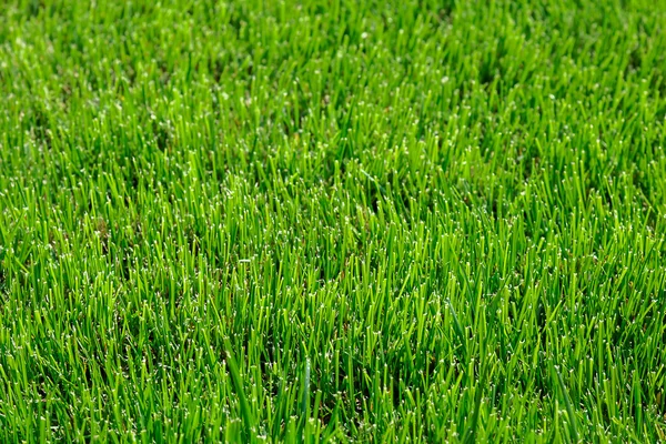 Färskt grönt gräs som bakgrund — Stockfoto