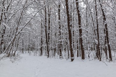 Kış ormanında karla kaplı ağaçlar