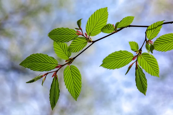 Rama con hojas verdes contra el cielo azul —  Fotos de Stock