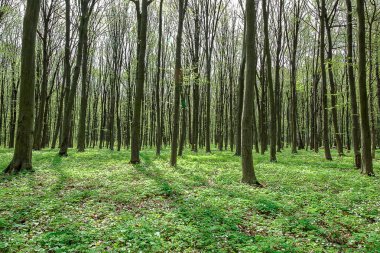 Güneşli bir günde yeşil orman