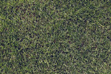 arka plan olarak taze yeşil çimen