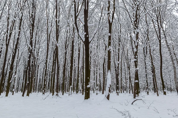 Árboles cubiertos de nieve en el bosque de invierno —  Fotos de Stock