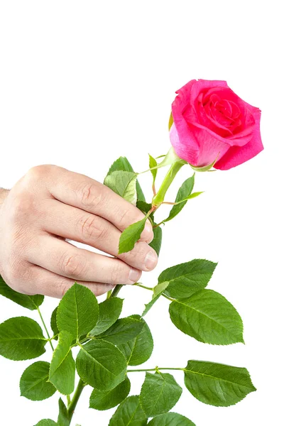 Květ růže se zelenými listy v ruce. — Stock fotografie