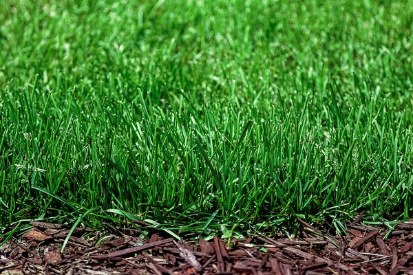 Čerstvé zelené trávy jako pozadí — Stock fotografie