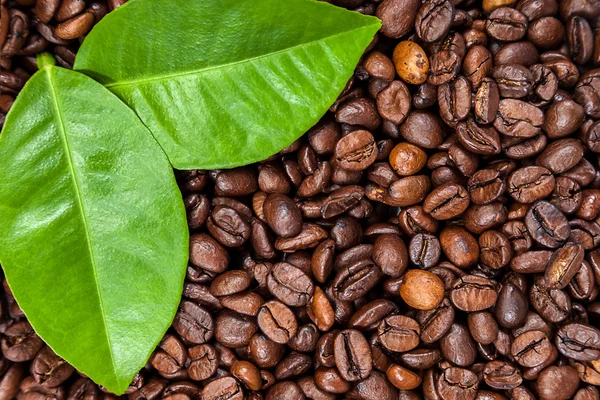 Granos de café con hojas verdes —  Fotos de Stock