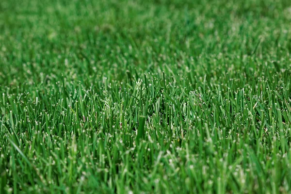 Čerstvé zelené trávy jako pozadí — Stock fotografie