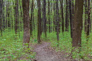 Güneşli bir günde yeşil orman
