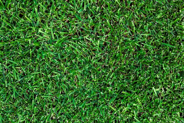 textura de hierba verde — Foto de stock © smilingsunray #13859876