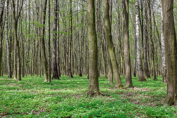 Bosco verde in una giornata di sole — Foto Stock