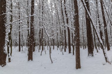 Kış ormanında karla kaplı ağaçlar