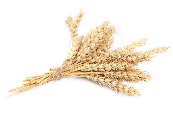 Пшеничные колосья на белом фоне . — стоковое фото