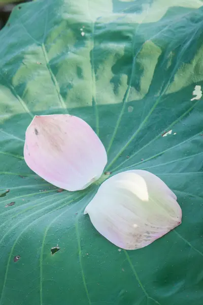 Flor de loto rosa en chiangmai thailand —  Fotos de Stock