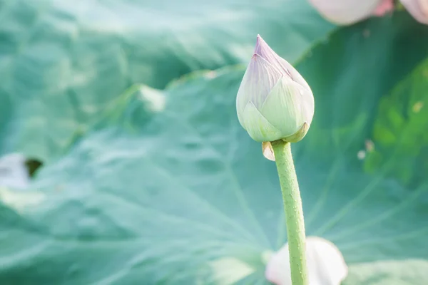 Fleur de lotus rose en Thaïlande chiangmai — Photo