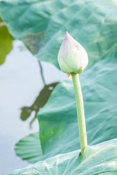 Pembe lotus çiçeği chiangmai Tayland — Stok fotoğraf