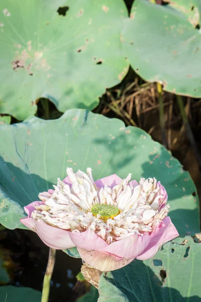 Pembe lotus çiçeği chiangmai Tayland — Stok fotoğraf