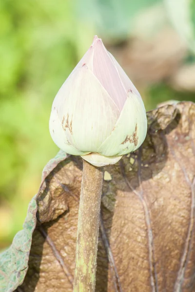 Rosa Lotusblume in Chiangmai Thailand — Stockfoto