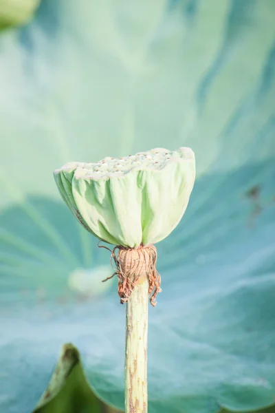 Rosa Lotusblume in Chiangmai Thailand — Stockfoto