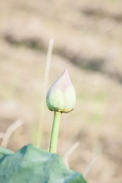 Pink lotus flower in chiangmai thailand — Stock Photo, Image