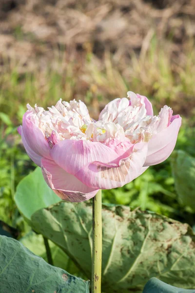 Fleur de lotus rose en Thaïlande chiangmai — Photo