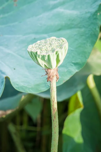 Pink lotus flower in chiangmai thailand — Stock Photo, Image