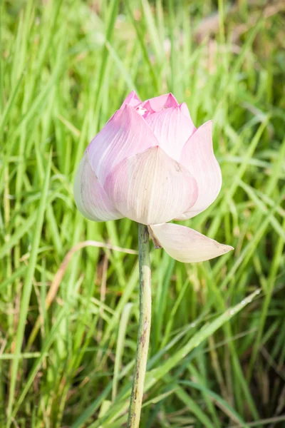 Flor de loto rosa en chiangmai thailand —  Fotos de Stock