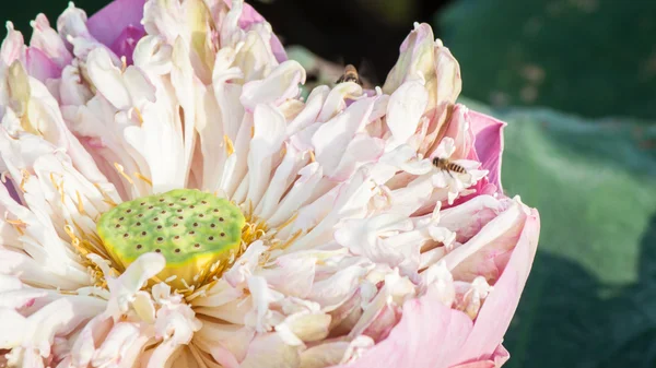 Fleur de lotus rose en Thaïlande chiangmai — Photo