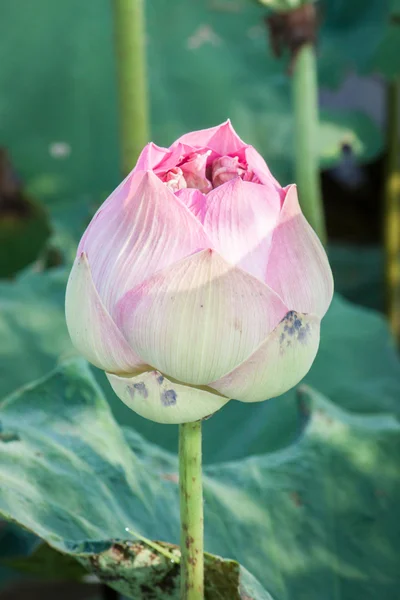 Pembe lotus çiçeği chiangmai Tayland — Stok fotoğraf