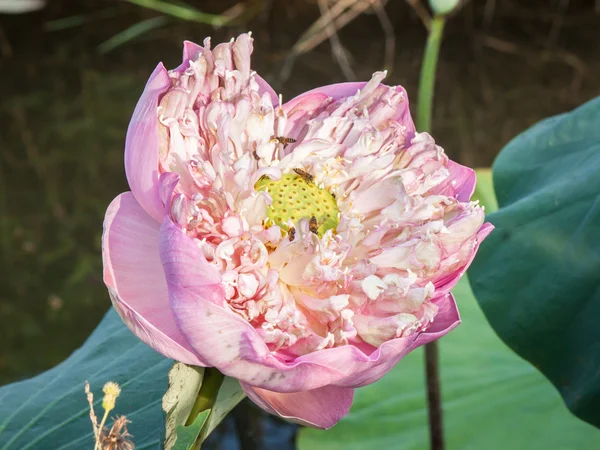 Pembe lotus çiçeği chiangmai Tayland — Stok fotoğraf