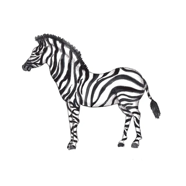 非洲Safari动物水彩图标 白色背景隔离 — 图库照片