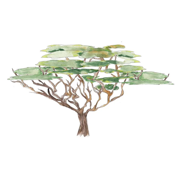 Safari African TREE watercolor icon isolated on white background