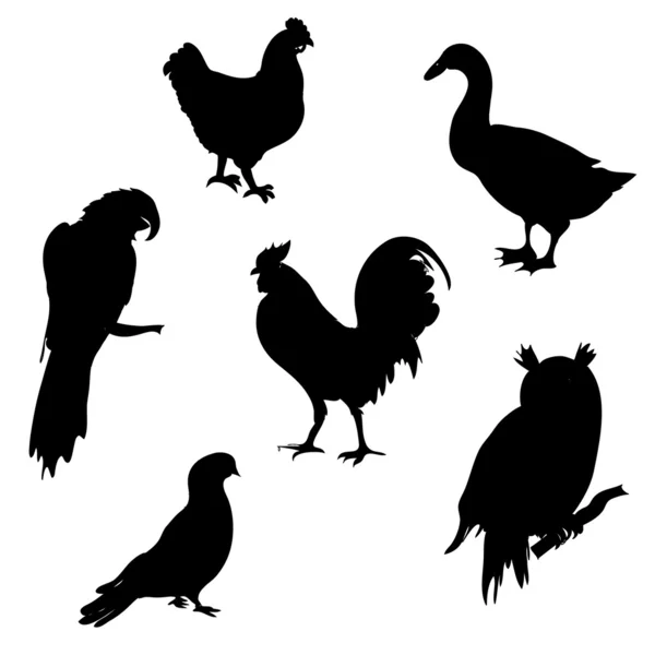 Набор силуэтов птиц — стоковое фото