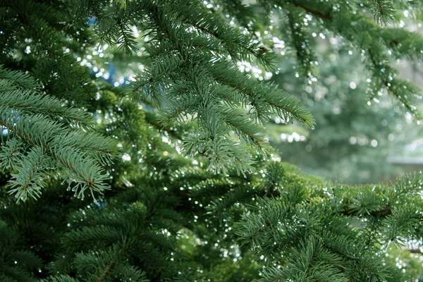 Pine trees — Stock Photo, Image