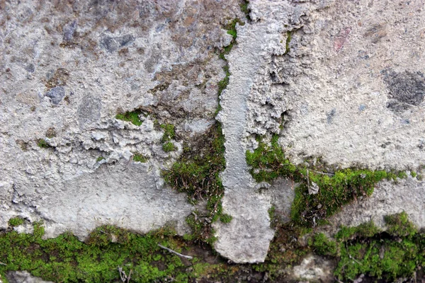 Musgo verde en la pared —  Fotos de Stock