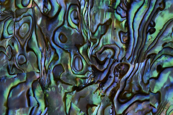 Abalone kabuk arka plan dokusu