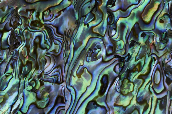 Abalone shell background texture — Stock Photo, Image