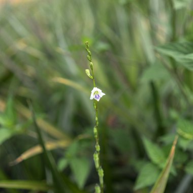 küçük çimen çiçek